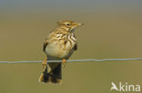 Crested Lark (Galerida cristata)