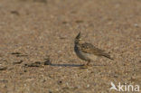 Crested Lark (Galerida cristata)