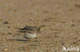 Crested Lark (Galerida cristata)