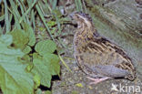 Common Quail (Coturnix coturnix)