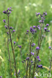 Langstekelige distel (Carduus acanthoides)