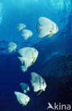 Longfin batfish (Platax teira)