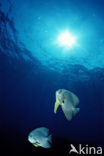 Longfin batfish (Platax teira)