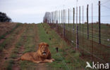 Lion (Panthera leo) 