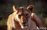 Leeuw (Panthera leo) 