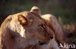 Leeuw (Panthera leo) 