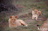 Leeuw (Panthera leo) 