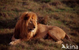Leeuw (Panthera leo) 