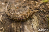 Viviparous Lizard (Zootoca vivipara)