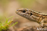 Viviparous Lizard (Zootoca vivipara)