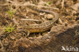 Viviparous Lizard (Zootoca vivipara)