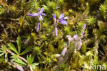Heath Milkwort (Polygala serpyllifolia)