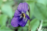 Sweet Violet (Viola odorata)