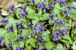 Sweet Violet (Viola odorata)
