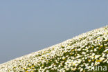Daisy (Bellis perennis)