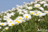 Daisy (Bellis perennis)