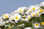 Daisy (Bellis perennis)