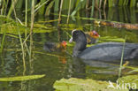 Common Coot (Fulica atra)