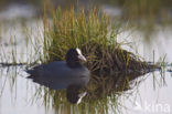 Meerkoet (Fulica atra)