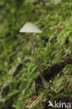 Melksteelmycena (Mycena galopus)