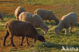 sheep (Ovis domesticus)