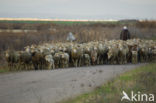 Merino schaap (Ovis domesticus)