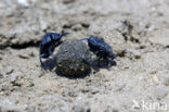 Dung beetle