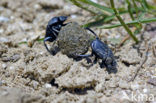 Dung beetle