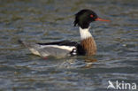 Middelste Zaagbek (Mergus serrator) 