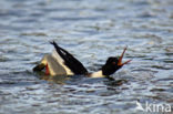 Red-brested Merganser (Mergus serrator)