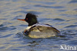 Middelste Zaagbek (Mergus serrator) 