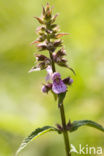 Moerasandoorn (Stachys palustris)