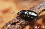 Moerasbospriempje (Bembidion mannerheimii)