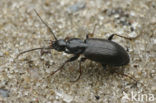 Moerassnelloper (Agonum fuliginosum)