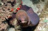 yellow-edged moray (Gymnothorax flavimarginatus)