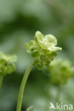 Muskuskruid (Adoxa moschatellina)