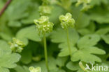 Muskuskruid (Adoxa moschatellina)