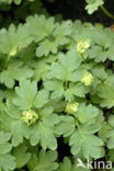Moschatel