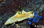 Sea slug (Notodoris sp)