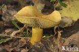 sulphur knight (Tricholoma sulphureum)