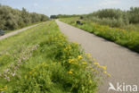 National Park de Biesbosch