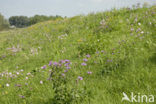 National Park de Biesbosch