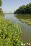 National Park de Biesbosch