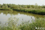 Nationaal Park de Biesbosch