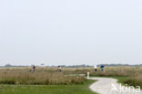 Nationaal park Schiermonnikoog