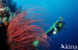 Wakatobi National Marine park