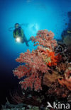 Wakatobi National Marine park