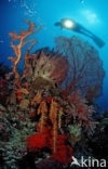 Wakatobi National Marine park