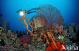 Wakatobi National Marine park