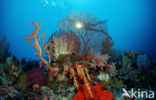 Wakatobi National Marine park